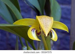 Image result for Bulbophyllum sp. nov