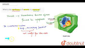 The zygote produced after fertilization must undergo various cellular divisions and differentiations to become a mature embryo. What Is The Significance Of Vacuole In A Plant Cell Youtube