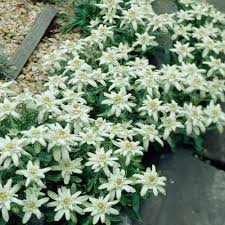 If you have any questions about edelweiss let me know. Edelweiss J Parker Dutch Bulbs