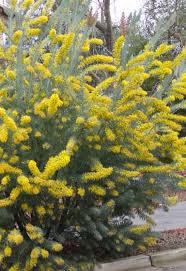 Image result for Acacia hockii