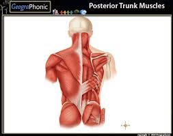 One way is to group them by their location on the anterior, lateral, and posterior regions of the body, but they. Posterior Trunk Muscles