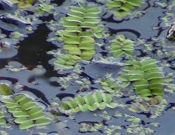 Image result for Salvinia hastata