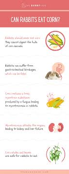 What flowers do rabbits hate? Can Rabbits Eat Corn Or Is It Dangerous The Bunny Hub