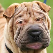 Gambar animasi bulldog keren terbaik. Pin On Random