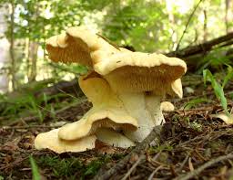 Image result for Hylodesmum repandum