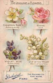 Sunday Treat Learning To Speak The Language Of Flowers Language Of Flowers Flower Meanings Raindrops And Roses