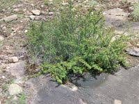 Image result for Myrothamnus flabellifolius