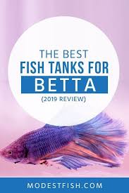 The 7 Best Betta Fish Tanks Available Today 2019 Guide Reviews Fish Tank Betta Fish Betta
