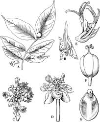 Image result for Mildbraedia carpinifolia