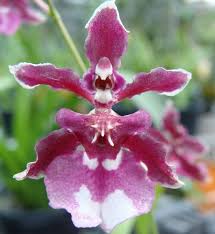 I also don't remember how i came to know about the existence of this orchid. Oncidium Sharry Baby