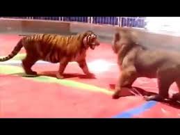 Tigress of king river fanart. Tigress Humilate Male Lion The Tigor Is King Youtube