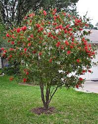 The Tale Of The Bottlebrush Tree Flowering Trees Tropical Garden Southern Landscaping