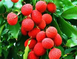 Citation Du Mois De Decembre Google Search Litschi Frucht Obst Und Gemuse Exotische Fruchte