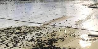 هاجمت حشود جرارة من صراصير الليل أو ما يسمى الجداد ساحة الحرم المكي مما اضطر السلطات في أمانة م rugs decor