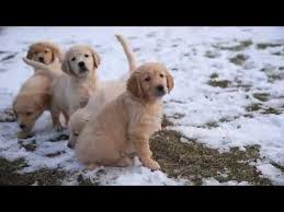 Feb 05, 2021 · our mission is to rescue homeless golden retrievers, golden mixes, and like breeds in southern california from situations of abuse and neglect regardless of conditions or circumstances. Golden Retriever Puppies For Sale California Craigslist 07 2021