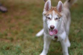 In puppies the color that the coat will end up as might. Copper Siberian Husky Puppy Photo Free Husky Image On Unsplash