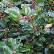 This plant is a sport or mutation found on a ilex x meserveae 'blue maid' holly. Ilex X Meserveae Blue Prince Pp3517 From Nvk Nurseries