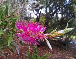 Image result for Callistemon