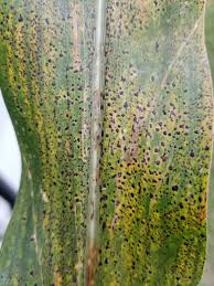 Characterizing the Distribution, Biology, and Management of Corn Tar Spot  to Reduce Its Impact in Indiana