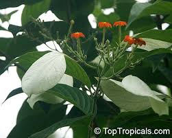 Image result for Mussaenda rivularis