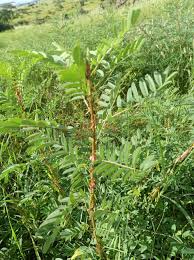 Image result for Indigofera adenoides