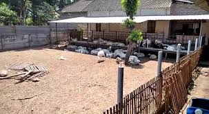 Sebagai tempat tinggal kambing nyatanya banyak jenisnya, ada yang dibuat khusus untuk para buatlah jarak minimal 50 sentimeter antara lantai kandang dengan permukaan tanah. Kandang Kambing Modern Videos Facebook