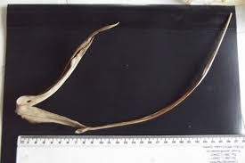 Image result for Siphonochilus rhodesicus