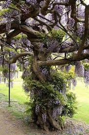 Bewitching Stunning Wisteria Isn T It In Fairy Tales Wisteria Tree Nature Tree Beautiful Tree