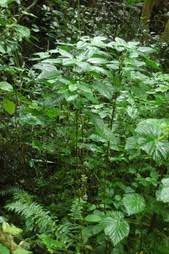 Image result for Achyrospermum carvalhoi