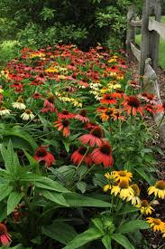 Free graphics for commercial use, no attribution required. Coneflowers Colorful New Varieties Hgtv