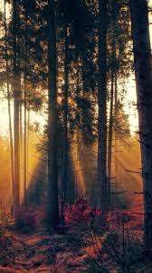 Ringan tapi browser speedy untuk android. Download 720x1280 Wallpaper Forest Trees Sunbeams Nature Samsung Galaxy Mini S3 S5 Neo Alpha Sony Xperia Compact Z Nature Nature Photography Background
