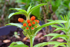 Image result for Vernonia nepetifolia