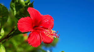 Blooms from midsummer to early fall; 6 Best Fertilizers For Hibiscus A Buyers Guide Plantophiles
