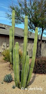 This will be the scion. Mexican Fence Post New Beginnings For A Cactus And A Daughter
