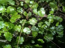 Image result for Hydrocotyle sibthorpioides