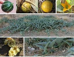 If the soil is too acidic, the plant cannot absorb. Cucurbita Foetidissima Wikipedia