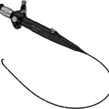 Check spelling or type a new query. Pdf Flexible Gastrointestinal Endoscopy In Ferrets Mustela Putorius Furo