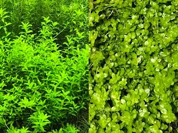 市販の水草は一度は必ず溶ける 水草の水上葉と水中葉を知ろう アクアハーミット
