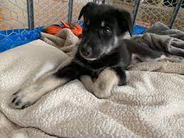 Check spelling or type a new query. Alaska Dog And Puppy Rescue Helping Find Forever Homes Petsradar