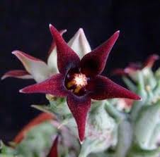 Image result for Orbea umbracula