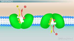 Once pinched off, the portion of membrane and its contents becomes an independent, intracellular vesicle. Why Is The Cell Membrane Important Video Lesson Transcript Study Com