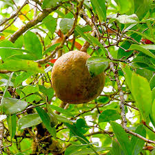 Image result for Xylocarpus