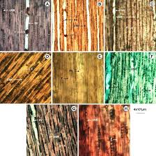 Image result for Zanha golungensis