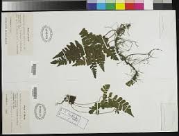 Image result for Triplophyllum protensum