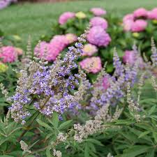 Image result for Vitex