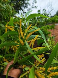 Image result for Acacia auriculiformis