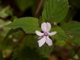 Image result for Impatiens zombensis