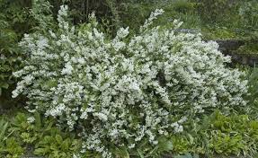 Maiblumenstrauch Anmutiger Kleinstrauch Mit Uppiger Blutenpracht Maiblumenstrauch Mai Blumen Gartenpflege