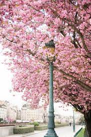 Paris Photography April In Paris Cherry Blossoms At Notre Dame French Home Decor Large Wall Art Paris Photography Springtime In Paris Paris