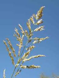 Image result for Eragrostis curvula